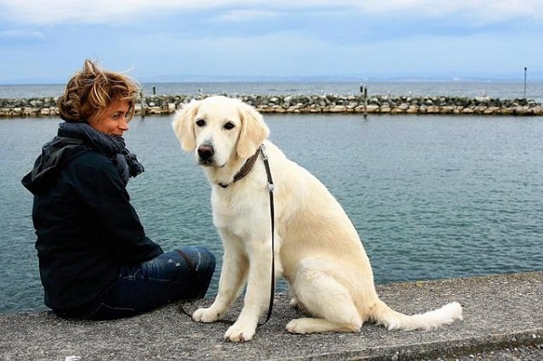 60+ Eye-Catching Rover Headline Examples To Find More Pet Sitter Clients